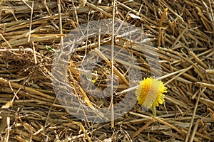 Yellow dandelion in a stack of straw.