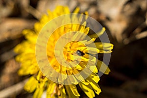 Yellow dandelion. Summer flower. Macto shooting.