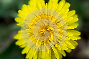 Yellow dandelion. Summer flower. Macto shooting.