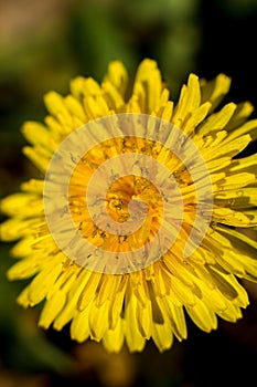 Yellow dandelion. Summer flower. Macto shooting.