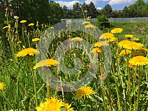 Yellow Dandelion (Taraxacum) growing in a meadow on a summer day, Beautiful closeup of a dandelion meadow in