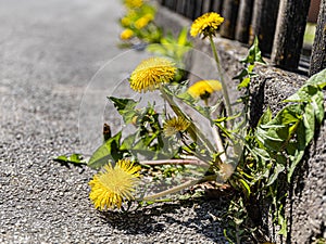 Yellow dandelion Taraxacum grows along the sidewalk under the fence