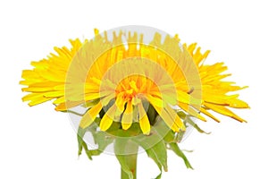 Yellow Dandelion Taraxacum Officinale Flower