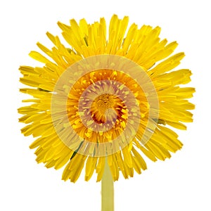 Yellow Dandelion (Taraxacum Officinale) Flower Close-Up on White Background