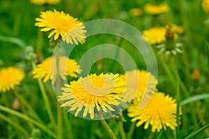 Yellow dandelion, taraxacum officinale, flower in green grass on spring meadow