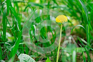 Yellow dandelion, taraxacum officinale, flower in green grass on spring meadow