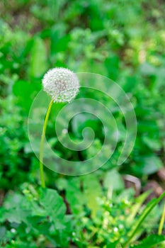 Yellow dandelion, taraxacum officinale, flower in green grass on spring meadow