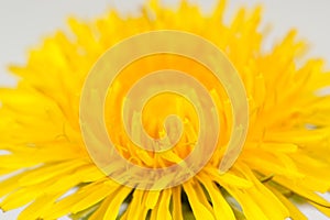 Yellow Dandelion Taraxacum Officinale Flower Macro