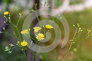 Yellow dandelion, taraxacum officinale, flower on spring meadow. Dandelion blossom in green grass on the field. Yellow summer