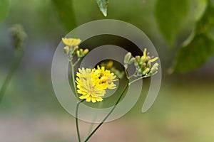 Yellow dandelion, taraxacum officinale, flower on spring meadow. Dandelion blossom in green grass on the field. Yellow summer