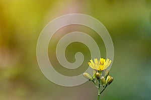 Yellow dandelion, taraxacum officinale, flower on spring meadow. Dandelion blossom in green grass on the field. Yellow summer