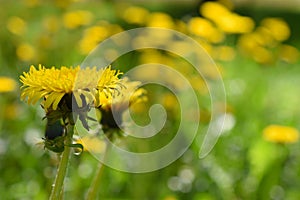 Yellow Dandelion Taraxacum officinale flowers on field.