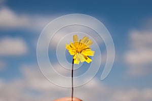 Yellow dandelion, thistle, chicory. Close-up with the blue sky in the background