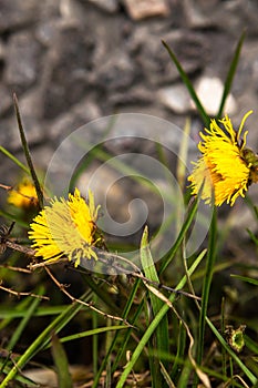 Yellow dandelion in urban environment. Dandelion plant with a fluffy yellow bud photo