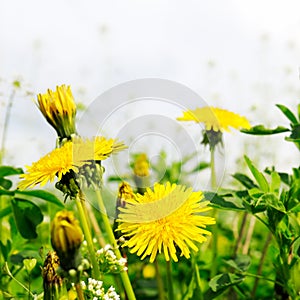 Yellow dandelions