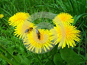 Yellow dandelions