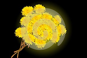 Yellow dandelions