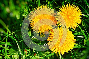 Yellow dandelions