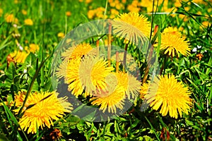 Yellow dandelions