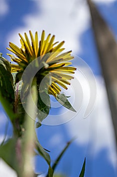 Yellow dandelions against a blue sky close-up