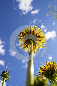 Yellow dandelions against a blue sky close-up