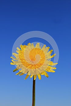 Yellow dandelions against a clear blue sky