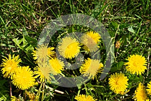 Yellow dandelions on a background of green grass. Flowers bloom in spring