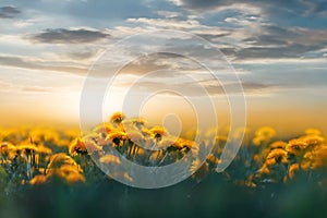 Yellow dandelions in the backlight of sunset in the wild field. Natural floral background. Concept summer spring photo