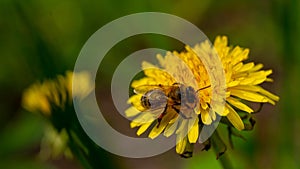 Yellow dandelions with a bee. Honey bee collecting nectar from dandelion flower. Close up flowers yellow dandelions.Bright