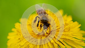 Yellow dandelions with a bee. Honey bee collecting nectar from dandelion flower. Close up flowers yellow dandelions