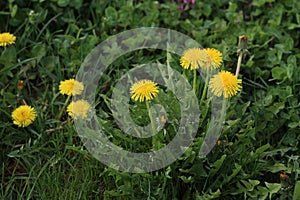 Yellow dandelions bloom on a green field in spring