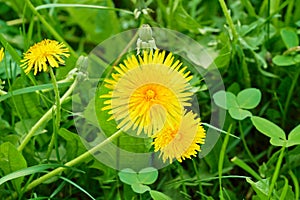 Yellow dandelions bloom in green grass. Spring bright, meadow background. Nature