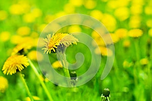 Yellow dandelions bloom in green grass on sunny day close up on blurred background, blossom blowballs flowers on spring lawn