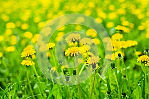 Yellow dandelions bloom in green grass on sunny day close-up on blurred background, spring lawn with blossom blowballs flowers