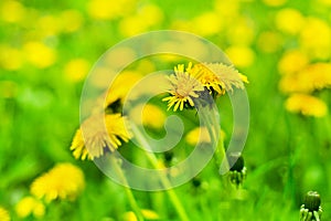 Yellow dandelions bloom in green grass on sunny day close-up on blurred background, spring lawn with blossom blowballs flowers