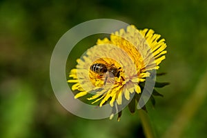 yellow dandelions blooming in summer dat in green meadow