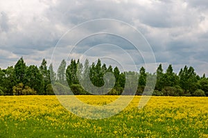 yellow dandelions blooming in summer dat in green meadow