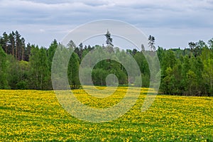 yellow dandelions blooming in summer dat in green meadow