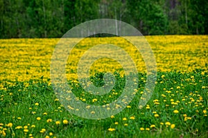 yellow dandelions blooming in summer dat in green meadow