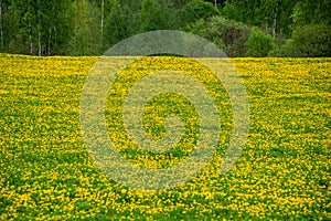 yellow dandelions blooming in summer dat in green meadow