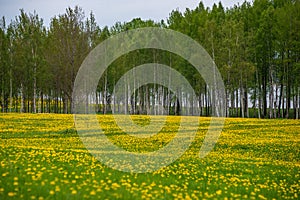 yellow dandelions blooming in summer dat in green meadow