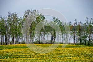 yellow dandelions blooming in summer dat in green meadow