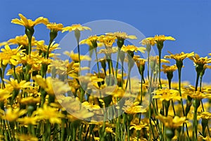 Yellow dandelions on blue sky background