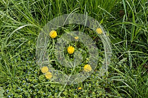 Yellow dandelions and blue speedwells in the grass