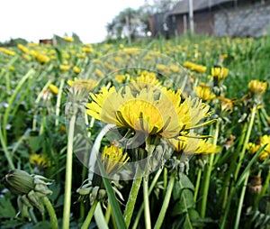 Yellow dandelions. Bright flowers dandelions on background of green spring meadows
