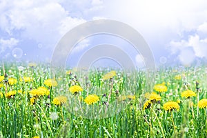 Yellow dandelions. Bright flowers of dandelions on the background of green spring meadows