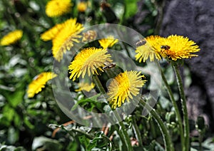 yellow dandelions close up, summer . The insectes is flying photo