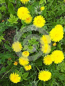 Yellow dandelions closeup on green grass.