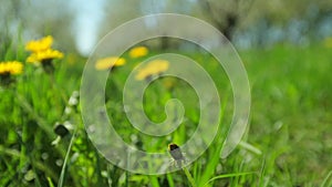 Yellow dandelions in dense green grass on a sunny spring day. Life-affirming concept of joy and happiness. closeup of