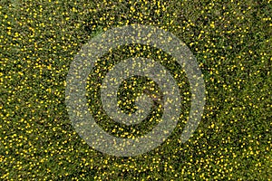 Yellow dandelions on the field, view from the top. There is room for text. Photo from the drone